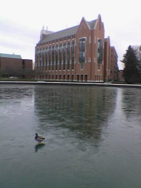 duck on ice.jpg